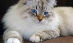 We have SIBERIAN color point kittens. They are currently available in many patterns of Color point and in different prizes. Lynx point, Lynx Seal point, Seal point, Blue point, Lilac point, Flame point. All of them have blue eyes!!!
Please feel free to