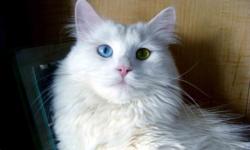 On the pictures pretty white cat with ODD EYEs, very beautiful girl with very fluffy tail .
She is from a championship bloodline. The parents were imported directly from Russia and are TICA Champions. Gran parents are Grand champions of Europe.
The eyes