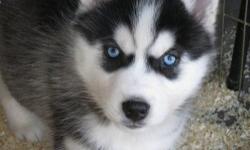 Hi,
Looking for a caring loving owner for our full breed siberian husky puppies. The puppies are unborn yet but that's why I'm taking my time to look for future owners. Both of my dogs are akc registers and the puppies will be too. We are asking 1500 for