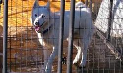 Beautiful blue eyed husky puppys for more info text 585--590-1933 they will go fast seriouse inquiry only