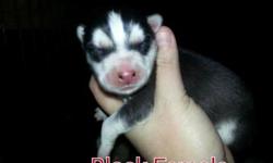 Siberian Husky pups born Dec 1st and will be ready Feb 1st (8 wks). Nice big healthy litter of 9 blacks, reds and grey. Pups will come de-wormed regularly and 1st set of vaccines.
I am accepting deposits now of $100 to reserve a pup. Buyers will pick out