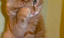 If you are looking to adopt a sweet. smart, funny, loyal companion, lap cat-then we present this baby" Red tiger"
It is your baby! He will meet you at the door every time you will be returning home, he will work with you in the computer, as he does now
