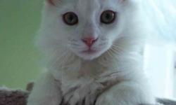 We are "TARZAN" cattery have now only one White color SIBERIAN kitten. And only our cattery have White color SIBERIAN kittens!
DOB 01.27.2016 .He is 5 months old.
If you are looking to adopt a sweet and loyal companion, ensconced on your lap -
This White