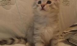 Hello, I am a Siberian Cat Breeder and we have just had a litter! There are 4 available kittens currently. All kittens are TICA registered purebreed Siberian Kittens with Champion bloodlines. All breeder cats have been tested and researched for