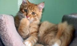 The kitten on the picture is 11 months old, Red & white, fluffy tale, big and beautiful amber eyes! Sweet kitten, purrs up and loves to cuddle and play! LOVELY LAP CAT, WITH LOVELY PERSONALITY!!!
He is from a championship blood line. The parents were
