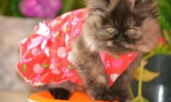 A beautiful and interactive Persian kitten that loves to run and play is looking for a family that will adore and love her. This kitten loves to bath and she is litter trained. This loving kitten is about 11-12 weeks old. If you have any questions or want
