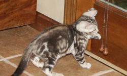 We have a gorgeous, friendly and very lively marble silver kitten for sale. He was born 8/7/12. He comes with a health guarantee and first shots.
We raise our kittens in our home and take pride in raising well socialized, healthy, beautiful Bengal