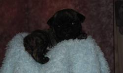 Adorable silver rare pug puppies available. They were born 9/7/13 we have 1 male and 1 female they are amazing silver ( they look black in pictures, not in person).They are have the most beautiful silver coloring. Silver is the hardest coloring to find in