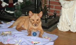 Mary is 5 months old, sweet girl, adoption fee includes spay, shots and deworming. email for application and information