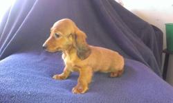 Dachshund female up to date on vaccines and wormings spoiled By three children ready for her new home