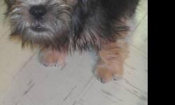 Hello my name is target I am 4 mo old
My mom is a miniature schnauzer an my dad is a miniature yorkie .
I don't grow anymore then my size now 5 p
I am a good dog trained to yous wee wee pad
I love kids an other dogs
I am looking to go to a good home with