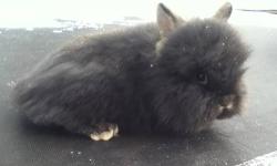 I'm no longer interested in breeding so many types of rabbits and I have several Mini Rex and other breeds for sale in various age groups. Quick note- The term broken has nothing to do with their body; it refers to their color. A broken rabbit has a