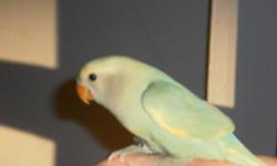 Spectacular handfed white face blue opaline lovebird. pictures do not do this bird justice. handfed, lovingly socialized, this baby is super tame and affectionate. $75.00. call 6312666214 between 10am and 9pm.