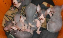 Sphynx Kittens For Sale. 7 Kittens born 5/19/13. 5 females 2 males. Kittens will be ready at the age of 12 weeks to go to their new homes. Kittens come with first shots, deworming, health record and registration papers. I'm now taking $300 deposits to
