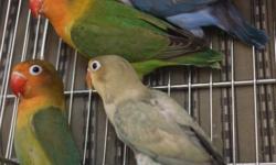 All of these lovebirds are split to sable. Some are from sable and yellow and some are from sable and blue. I know the green are male and female and are bonded. The greens are a little over 6 months, the blue is a male and is almost a year old and the