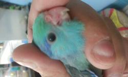 A.J AVIARY
Hi, I have Young Triple, & Double Split Parrotlets. We have almost every color and mutation available. Unweaned baby's and already Weaned. So jump on it before some one else does. Take advantage and buy as a gift, breeding hobby or sell the