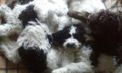 We have 2. black and white Springer marked, beautiful, females.
and one black and white Springer marked, male. All have amazing temperments, are loving, attentive, and intelligent, and ready to go. They were born Dec. 7, 2013. They have been wormed