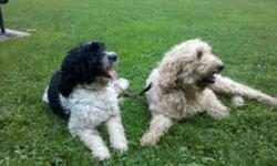 These springerdoodle pups are great family pets. They will love every member of your family, and your friends! These dogs are energetic, friendly, smart, and obedient. They are perfect for people with allergies because they have hair instead of fur, and