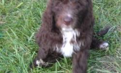 This Springerdoodle female is friendly, loving and smart.Great family dog or a great companion for a single person. She has been wormed, vet checked w health certificate, has had third set of vaccinations, and also has just had rabies vaccination, and she