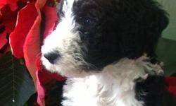Home of the Tuxedo Parti-Doodles, Lilleholm Farms Labradoodles is proud to announce the arrival of Sadie (F1 Black Labradoodle) and Lazarus (Standard Phantom Parti-Poodle)F1B's litter of Labradoodle pups born Dec. 16th, 2012.. There are 5 females and 2