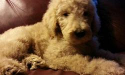 std poodle puppies 8wks. M/F cream and black. shots/wormed.vet checked. spay/neuter contract. approved homes only.