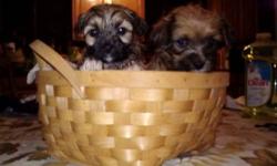 TINY LITTLE ANGELS. WILL BE 8 WEEKS OLD ON CHRISTMAS EVE AND HAVE SHOTS, WORMED AND VET CHECKED. PERFECT GIFT. MOM IS 7LB MORKIE, DAD IS 8LB PAPILLON. 2 FEMALES IN BASKET, REST ARE MALES. Phone Calls Only Please. 607-563-8547