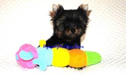 Meet baby boy Zazu 10 weeks old!! This stunning baby Yorkie will steal your heart. He is the most playful, sweet and spoiled boy you will ever find. He is also beautiful with the most amazing teddy bear face, massive silky coat, small ears and with eyes