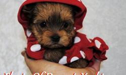 I have gold yorkie puppies available at this time. Has a male who is 16weeks old and a litter of 5...... 2 girls and 3 boys available. This are gold yorkies. Yes, super stunning and exotic color yorkies. Pure bred. Parents are registered with AKC. They