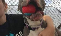 A staff member writes: Lola is an energetic sweetheart with a lot of gas in her tank! This blue beauty is revved up to meet you. She loves to cuddle almost as much as she loves her toys. She is exuberant and affectionate and comes with a lot of love to