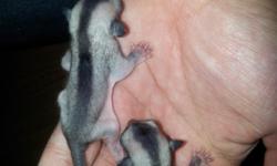 I have 2 Baby Gliders up for sale.
1 Male and 1 Female
$300.00 each
Just born on 3/12/15 will be ready to go to new
home in about 6 to 8 weeks when weaned...
Call with questions or to reserve them.
718-216-9591