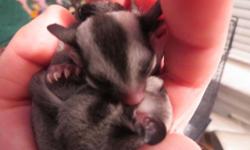 Two sugar glider joeys that need new homes. Both are male. I prefer to send them to a home together because they are very good buddies. Rehoming fee is firm $215 for a single joey OR $375 for both (obo).
I will provide a bonding cage if you need it, as