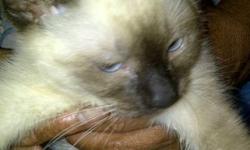 VERY AFFECTIONATE SEAL POINT SIAMESE FEMALE KITTEN. 5 1/2 MONTHS OLD. SECOND PIC IS OF HER AT 8 WEEKS OLD.
CAN SHOW SUNDAY.
This ad was posted with the eBay Classifieds mobile app.