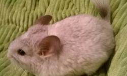 I have two baby male chinchilla's,one will be ready July 4th(mosaic) and the other July 19th(dark gray).they are being hand tamed.$100.00 each. Must know how to care for chinchilla's,housing,food,bathing,etc. Please call or text and I can send more