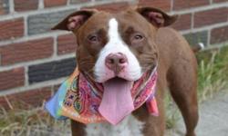Honey is located at Brooklyn Animal Care and Control. I am not affiliated with them. For more info about Honey or to see her current status, copy - paste this link: