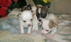 Hello Everyone,
Offering up for sale some beautiful chihuahua puppies. There are bothe long haired and short haired babies available. All the babies are fully independent and eating their own. They are exactly 8 weeks and totally ready to begin their