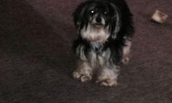 I have two female 4 year old yorkie/Maltese mix called morkies they are very sweet and lovable I'm looking to find them a good home together due to they are sisters and been together since birth dropped price down to 150.00 each so 300.00 takes them only