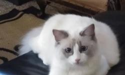 Sweet Ragdoll kitten. I cannot care for her currently and hope to find her a more suitable home. She was a gift and I do not have papers for her, however she appears to conform well to breed standards. She is approximately 20 weeks old, friendly, playful