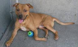 Fido is located at Brooklyn Animal Care and Control. I am not affiliated with them. For more info about Fido or to see his current status, copy/paste this link: