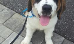 GORGEOUS SAINT BERNARD. HE WAS BORN ON 3/28/2016. . COMES WITH SHOTS,PAPERS,AND GREAT VET SERVICES. PLEASE CALL 631-459-6127