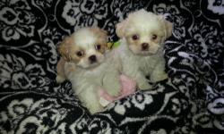 Hi
I have an Adorable Snow White T-cup size
Imperial Shih tzu puppy
Sweet little girl...ready to spoil
Put in your purse...and go shopping with!
Very tiny..t-cup size...
Shots/wormed
Paper and Cratetrained
Ready now...
(607) 429. 9310. Also feel free to