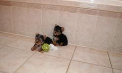 I'm a small in home Yorkie breeder from champion bloodlines. My dogs are treated as family and are kept inside my home and not in kennels, cages or outside. If you're a broker, puppymill, or have been reported for any type of abuse to animals please do