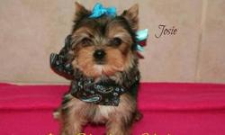 I have a very small Champion Yorkie breeding program and all of my puppies and dogs are born and raised and inside of my home.
I currently have 2 very small female puppies available in which I will only place in a pet home in which there are no big dogs