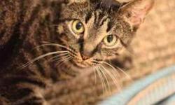 Tabby - Angela - Medium - Adult - Female - Cat
Angela is a 1 1/2 year old striking dark gray/black tabby with piercing eyes. She has a laid-back personality and loves to lounge. Though she appears to have stepped from the streets of 1920's Paris, Angela