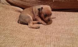 Hi i have a tan brindle puppy, her tail and dew claws are clipped and worming is started at two weeks of age the puppy is five weeks old and will be ready the first week of January. The puppy will have a health guarantee she is very sweet my puppies are