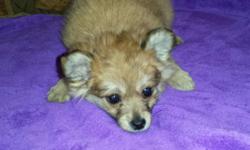 Hi
GORGEOUS little tcup girl
designer mix
Pomeranian
And longhair chihuahua
Very tiny
Little pocket princess!
** DELIVERY AVAILABLE :) * *
*Shots
* wormed
Papertrained And Started on Cratetraining :)
Ready to go home :)