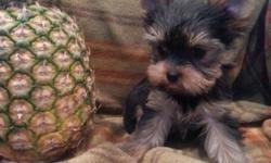 We have a cutest purebred teacup yorkie GIRL, she will be around 4-4.5lb,. She has best AKC papers and will be ready on Christmas at 11 weeks with two sets of shots and dewormed every two weeks, her dew claws removed and tail docked. Her parents are my