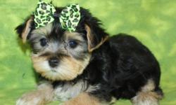 Simply the most stunning and healthy Morkie puppies for sale on Long Island New York.....We have boy and girl puppies in a variety of colors ready to go to their forever homes.....The puppies coats are lush and thick with perfect flowers around their