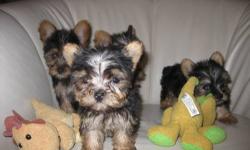 4 Yorkshire Terrier puppies: 1 teacup (1 boy - 13.4 oz will be 2 lbs full grown) and 2 toys (1 boy - 1.10 lbs, 1 girl - 1.14 lbs). They are purebred Yorkies, born March 20th. They all have their tails docked, are vet-checked, were given their first shots,