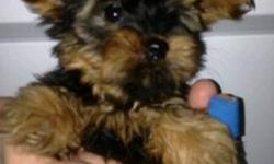 I have a baby teacup yorkie AKC. Will be 2 months soon and is very healthy.... The mom is smaller there the dad....she about 3 lbs and he about 4 lbs..... In the picture the mom is the one that u can see her eyes....
