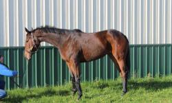 Thoroughbred - City Mint - Large - Young - Female - Horse
City Mint, is a 4 yr old, filly, OTTB, 15.3h. She has been retired from racing sound. She has clean legs and no stable vices. We will keep you updated on her progress. For more information please